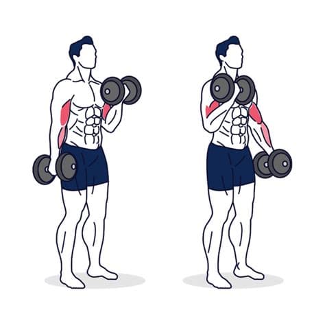 Alternating Biceps Curls With Dumbbell