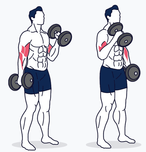 Alternating dumbbell hammer curl